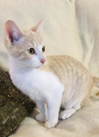 Join millions of people using oodle to find kittens for adoption, cat and kitten listings, and other pets adoption. Manx x Siamese kittens For Sale in Ilminster, Somerset ...