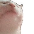 Popcat autoclick script using in popcat.click. Catjam Emojis for Discord & Slack - Discord Emoji