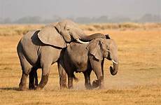mating elephants african elephant sex stock similar now istockphoto istock