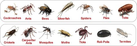 Trash bins, sinks, floors and kitchen equipment should be cleaned as often as possible, and especially before. Gwinnett County Pest Control Services | Residential and ...