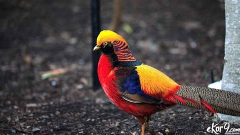 Burung golden pheasant salah satu burung tercantik di dunia pasal mempunyai bulu yang amat indah. 12 Jenis Burung Indah di Alam Liar, Tercantik di Dunia ...