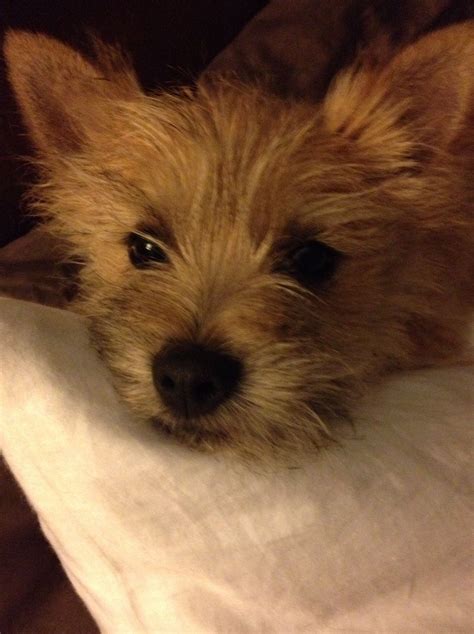 Expect to pay less for a puppy without papers. Norwich Terrier Puppies For Sale Texas - Animal Friends