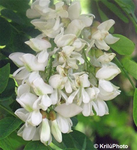 Arbusto con fiori bianchi a grappolo : NEL MONDO DI KRILU': Robinie in fiore