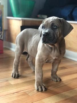 He is excellent as companion dog, always willing to please and a loving beautiful soul. Litter of 4 Cane Corso puppies for Sale in WHITE HOUSE, TN ...