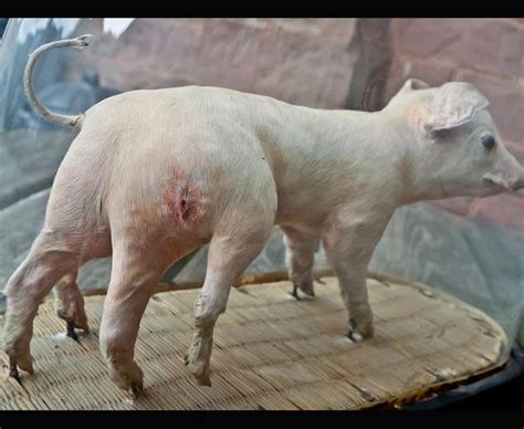 The destruction that occurred when there was a nuclear meltdown in. Freaks Of Nature On Show In Gloucestershire | World's Most Strangest Animals | Pictures | Pics ...