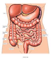 Female abdominal muscles in humananatomybody.com. Anatomy of the Abdomen | Doctor Stock