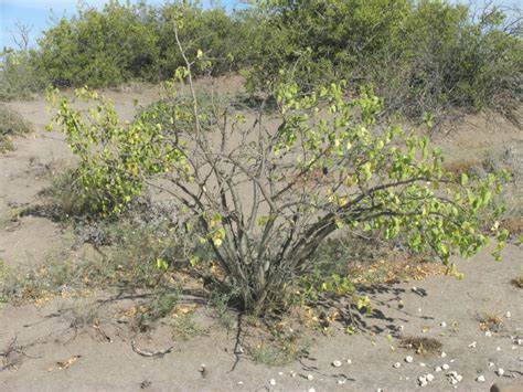 No need to go into his office or have a long pointless telephone chat. Plants (C-E) - Bahía Asunción