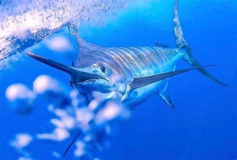 Maybe you would like to learn more about one of these? Marlin Science - ¿Rayas o azul? - Pesca en Costa Rica - FECOP