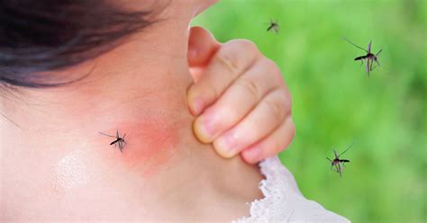 And that's why she's a lot less flexible than they are more concerned about bulking up and the more muscle you have, the less flexible you are. How to banish mosquitoes - and why do the pests feast on ...
