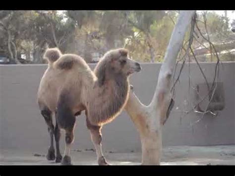 Contrary to popular belief, they're filled with fat, which. The Camel Walk - YouTube