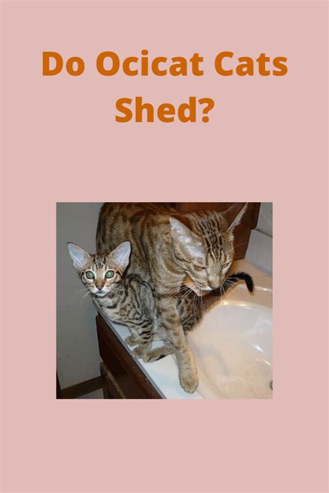 Mill began the bengal breeding program in 1963, and bengals today descend from cats bred by her in the early 1980s. Do Ocicat Cats Shed? in 2020 | Ocicat, Cat shedding, Cats