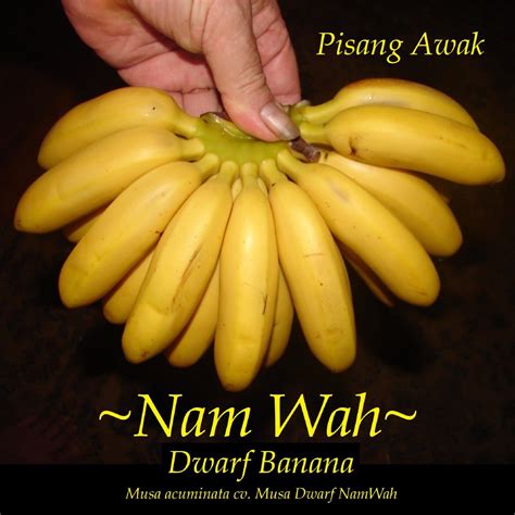 Shop with afterpay on eligible items. Polynesian Produce Stand : ~DWARF NAM WAH~ Musa Pisang ...