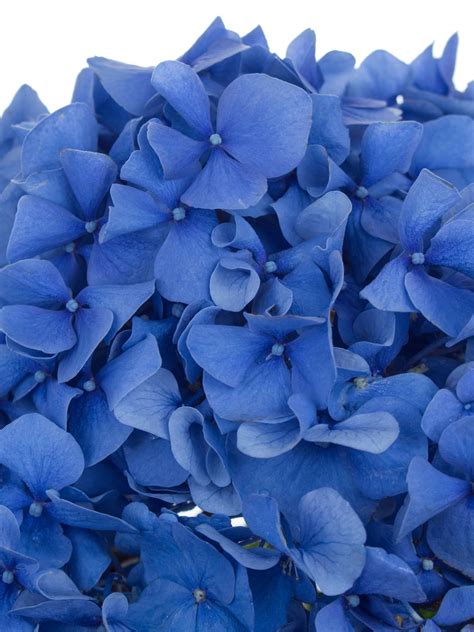 Bitte beachten sie, dass diese blume ist etwas dunkler als es auf den fotos erscheint. Hortensie "Pimpernel" blau | Hochzeitsblumen, Hortensien ...