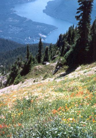 With very few wildflowers blooming this late and rainy september, i did find thi. Mount Ellinor Trail