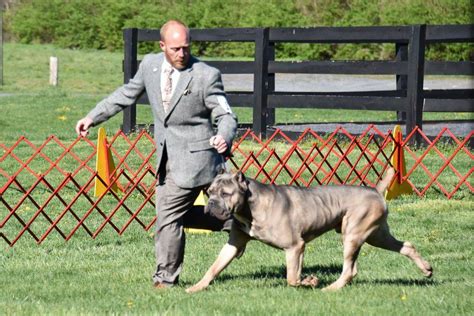 Temperament testing strives to be a canine crystal ball to identify personality tendencies and predict potential problems. Males - Casanova Cane Corso: Temperament, Health ...