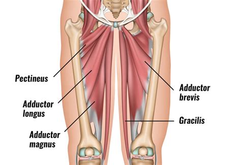 Sometimes, your arms will twitch or move in a way you can't control, called. Groin Strain - Symptoms, Causes, Treatment ...