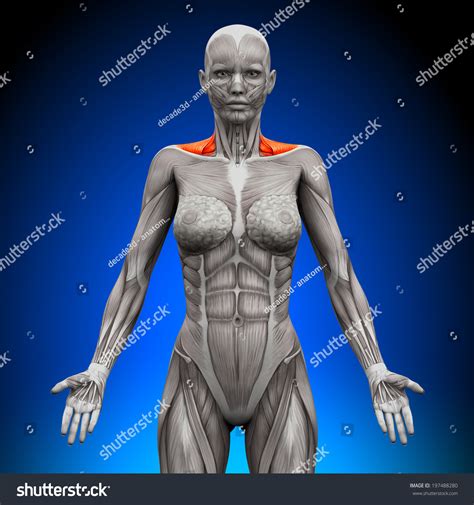 This labeled human muscular system chart illustrates the major muscle groups in the back (posterior) view and the front (anterior) view. Front Shoulder Muscles Diagram : Single Dumbbell Front Raises ♦ #health #fitness #exercises ...