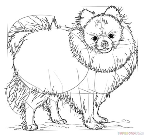 Easy drawing step by step dog. How to draw a pomeranian dog step by step. Drawing ...