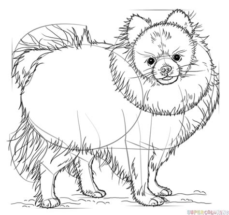 Easy drawing step by step dog. How to draw a pomeranian dog step by step. Drawing ...