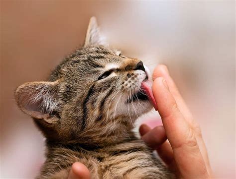 Why Does My Cat Lick and Then Bite Me? Do They Like Me?