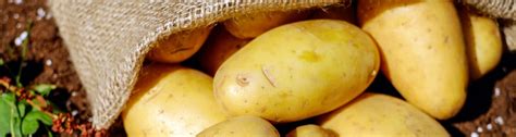 Find quality produce products to add to your shopping list or order ingredients yukon gold potatoes: It's Potato Planting Time - UF/IFAS Extension Baker County