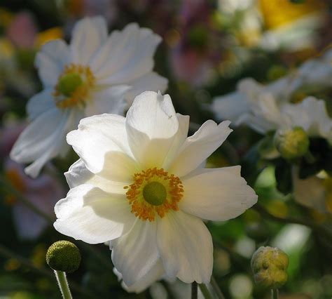 How to use bokeh in a sentence. Japanese Bokeh | Japanese Anemone ☆☆☆☆☆☆☆☆☆ Awards Count ...