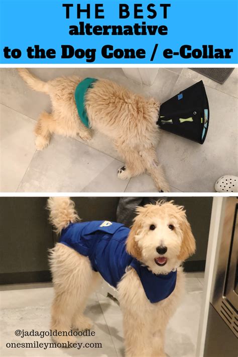 When to take cone off dog after neuter? The Best Alternative To The Dog Cone After Spay/Neuter ...