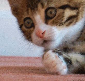 Animated cat gifs public domain. Shock GIFs - Find & Share on GIPHY