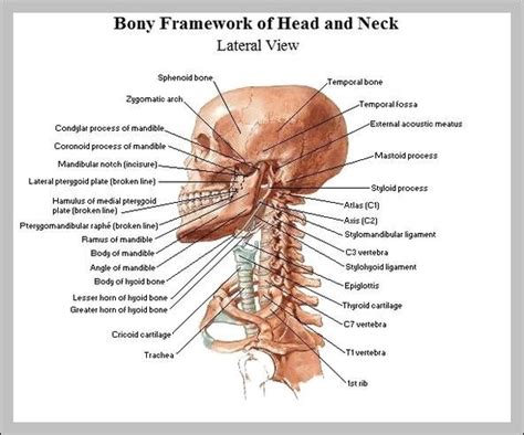 Human neck bones, computer illustration. Neck bones anatomy - Graph Diagram