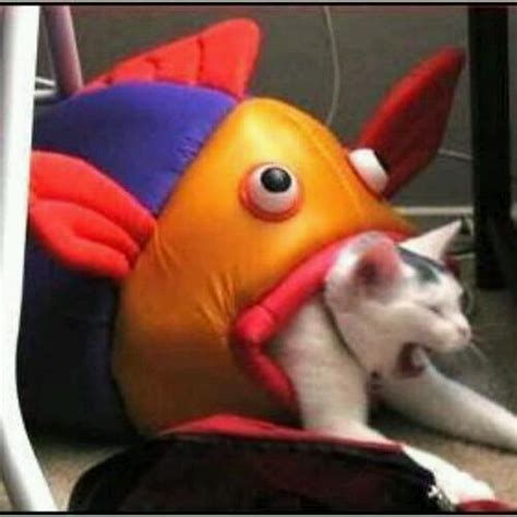 Asmr cat eating raw fish! CAT-EaTING fiSh CLaiMS LAtEsT vICTim : PeopleFuckingDying