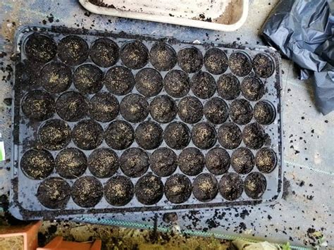 Untuk mendapatkan daun bawang ini kita dapat mendapatkannya dengan cara generative maupun vegetative. Menyemai Dari Biji Benih Hingga Daun Sup Dituai, Begini ...