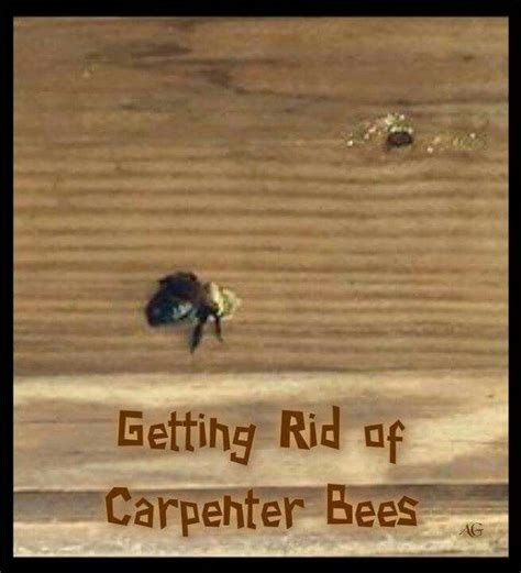 They look similar to bumblebees in size and general shape these little bees are looking for easy to drill wood, therefore, if your deck, door frame or windows are. Pin by Kathy Kieff on kitchen and home helpers | Wood bees ...