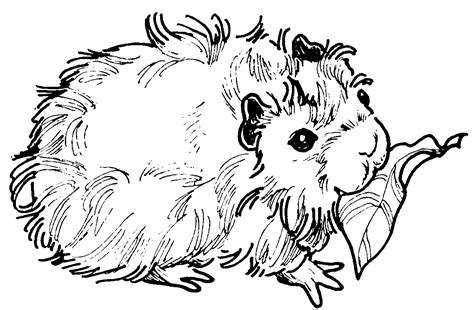 Das hausmeerschweinchen (cavia porcellus form. Guinea Pig Coloring Pages - Coloring Home