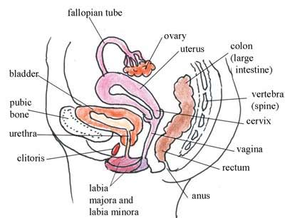 And another girl, jeanette turner, who. OLCreate: HEAT_ANC_ET_1.0 Antenatal Care Module: 3 ...