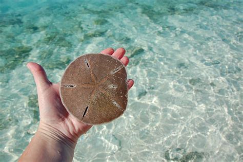 I was looking at some photos of sand dollars that are already on flickr and then some of my own and i. Royalty Free Sand Dollar Pictures, Images and Stock Photos ...