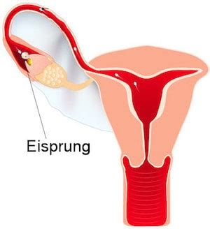 Erfahre alles über die wirkung, anwendung, dosierung, mögliche viele frauen trinken in der 2. Himbeerblättertee - Wirkung, Anwendungsgebiete und Studien