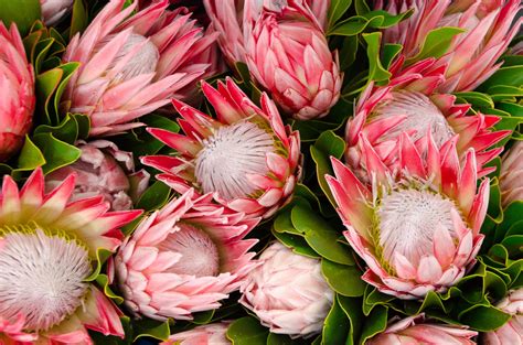 Protea is the botanical as well as the common name for a member of the proteaceae family. Protea - hausinfo