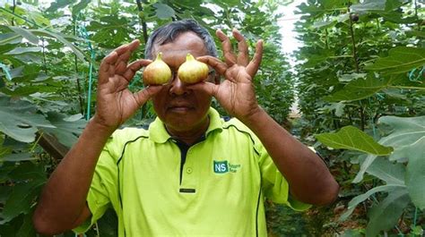 Official website malaysian rubber board lembaga getah malaysia. Figs Photo Collection Around the World: Ipoh Fig Farm Malaysia