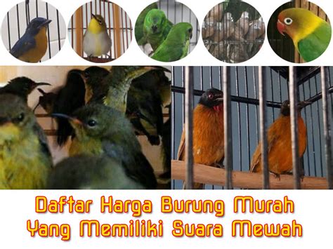 Pertumbuhan piyikan burung dara / merpati dari baru menetas sampai bisa terbang. Daftar Harga Burung Murah Yang Memiliki Suara Mewah