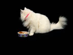 When a cat won't eat dry food, she prefers wet foods that appear fresh. Cat Food Analysis: 5 Reasons Why Your Cat Won't Eat