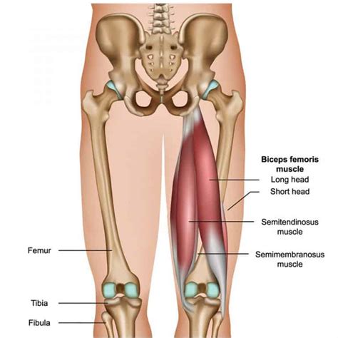 The hamstring muscle group originates on the ischium and attaches to the tibia and fibula. Chronic Hamstring Injuries When Sprinting: How To Stay Fit