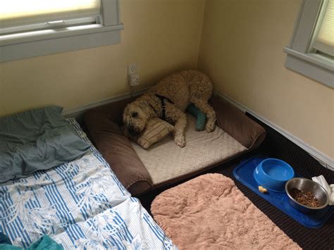 It gets damaged when it stretches or. 9 Lessons Learned From Dog Acl Surgery And Recovery