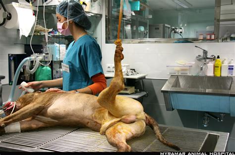 We would like to show you a description here but the site won't allow us. 7. FRACTURAS DE TARSO TRAUMATOLOGIA VETERINARIA