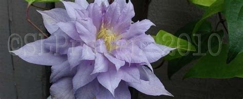 Check spelling or type a new query. Clematis, Early Large-flowered, Double Clematis Clematis ...