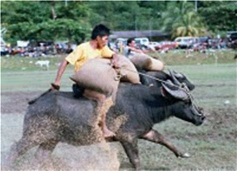 Ya, kaum sebegini memang wujud dan telah lama menetap dan mengikut kajian pada bulan jun 2019, melalui journal of human evolution, selain memburu rusa sebagai. SUKAN TRADISIONAL: SUKAN LUMBA KERBAU