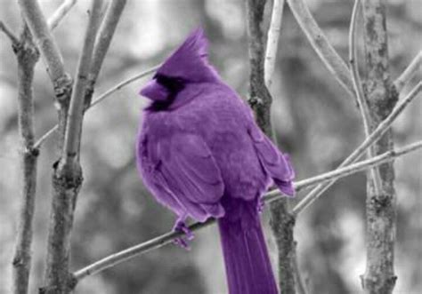 Check spelling or type a new query. Purple bird | Purple bird, Color splash purple, Color splash