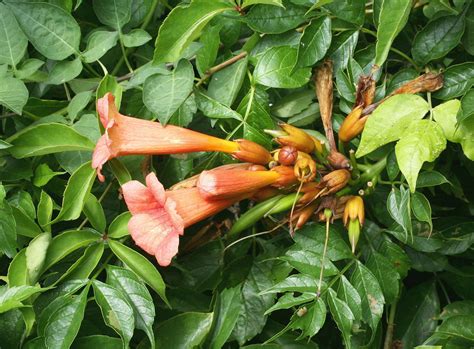 Cutting Trumpet Vine Plants - How And When To Prune Trumpet Vines