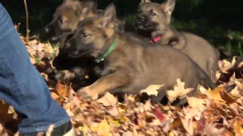 How we raise our german shepherd puppies. Kraftwerk K9 German Shepherd sable colored puppies ...