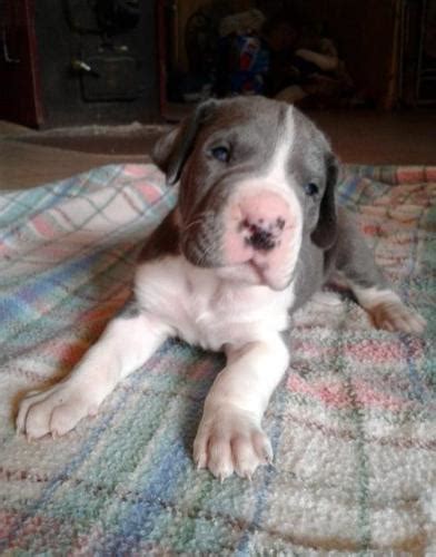 It is our promise to do the best we can to set them up for success in their forever home. Great Dane Puppy for Sale - Adoption, Rescue | Male Great ...