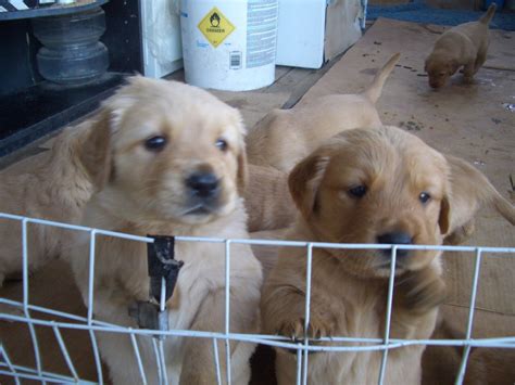 I'm looking for a golden retriever puppy to be a companion/pet. Golden Retriever Puppies For Sale | Wake Forest, NC #176513